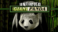 Untamed Giant Panda